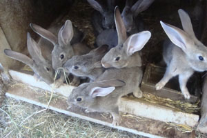 Nos lapins
