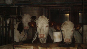 Nos vaches Montb&eacute;liardes