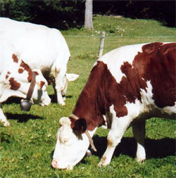 Les Montb&eacute;liardes du Jura