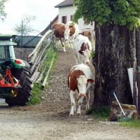 Nos vaches Montbéliardes